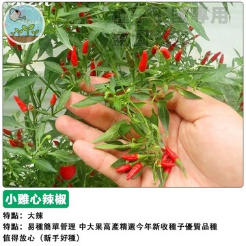 台灣小雞心辣椒種子 超辣魔鬼椒 朝天椒 鳥眼椒 盆栽種子 家庭菜園 陽台種植 自種辣椒 蔬菜種子 農作栽培