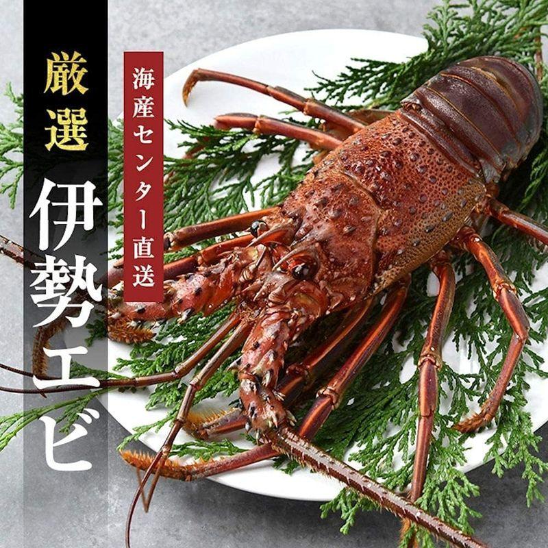 厳選国産活〆 天然伊勢海老 約1.2kg(600g前後×2尾) 急速冷凍 刺身