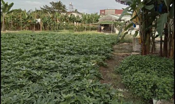 旗山半廍段⭕大坪便宜農建地自在生活19122｜高雄市旗山區半𠖎段