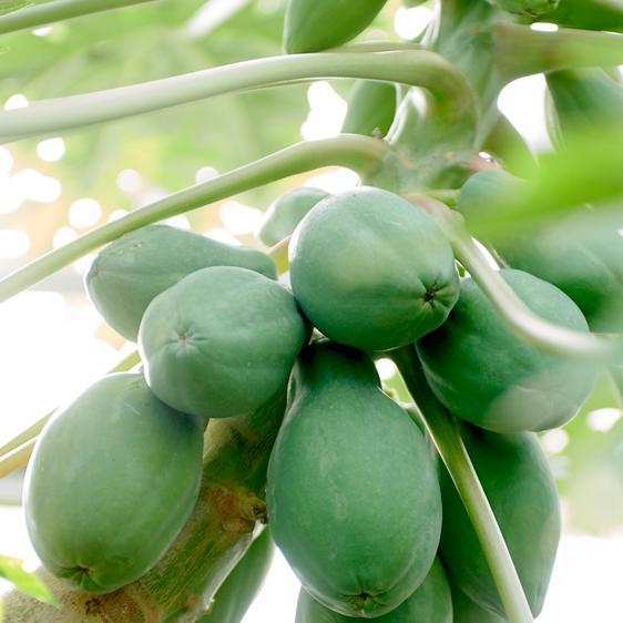 野菜 その他野菜 シャキシャキ！青パパイヤ２キロ(農薬不使用) 産地直送