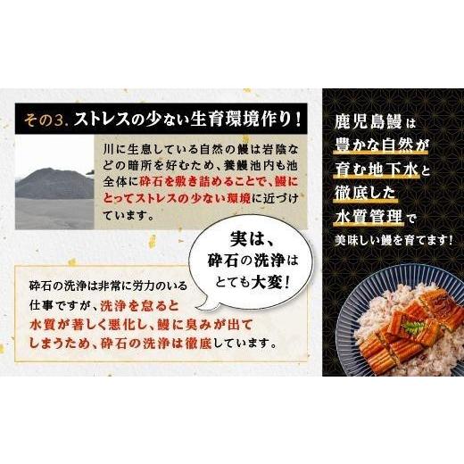 ふるさと納税 鹿児島県 大崎町 うなぎ 蒲焼 150g以上×4尾地下水で育てた絶品鰻