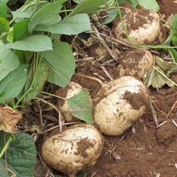 現貨 涼薯種子（100粒） 刈薯高產水果 豆薯苗 塊根植物 蔬果種子 家庭菜園 陽台盆栽 好種易活 生食熟食兩用