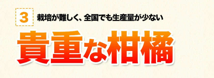 スイートスプリング 1.5kg 訳あり 熊本県産 送料無料 旬 の みかん   (3L〜Sサイズ 3L-S混合)  12月上旬〜12月下旬頃より発送予定