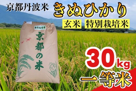 玄米 30kg 京都丹波米 きぬひかり◇《新米 一等米 キヌヒカリ 特別栽培米 減農薬》※北海道・沖縄・離島への配送不可