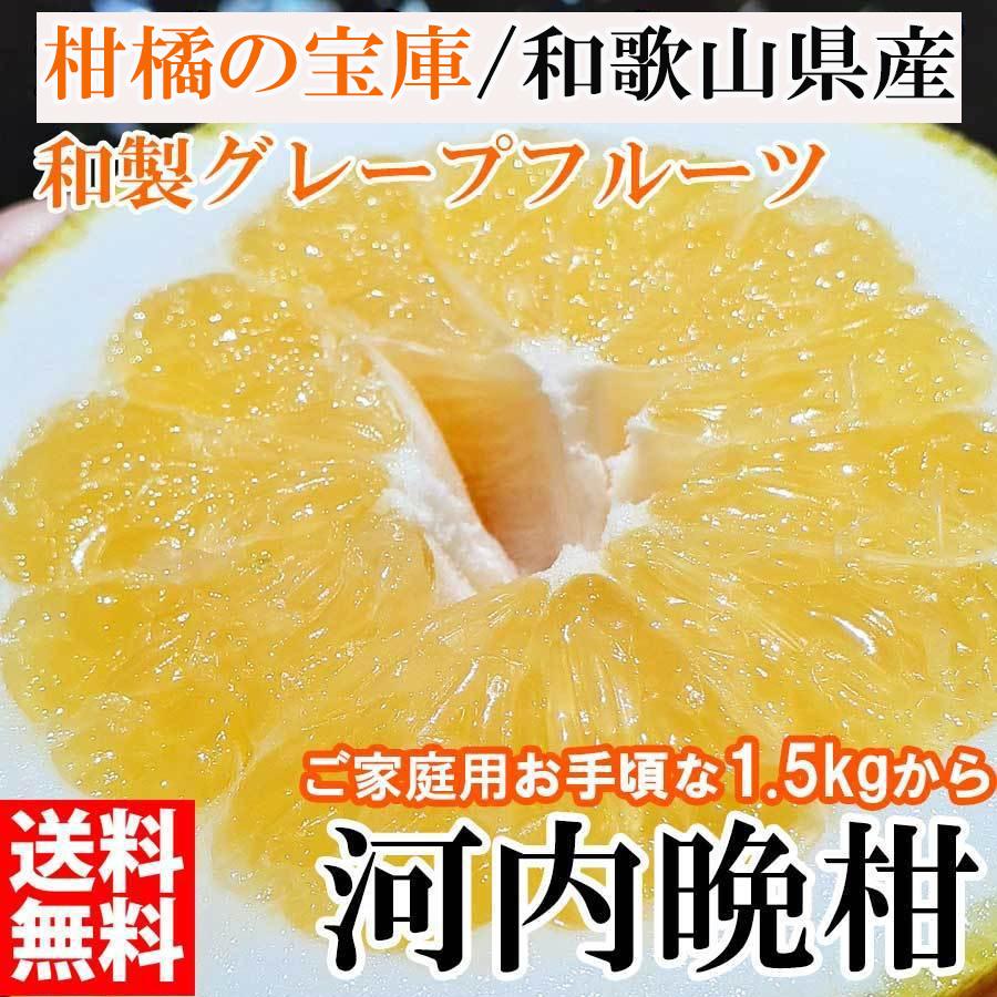  みかん 訳あり 1.５kg 河内晩柑 和製グレープフルーツ ブランド 和歌山みかん 農家直送 人気 規格外 柑橘類 フルーツ 果物