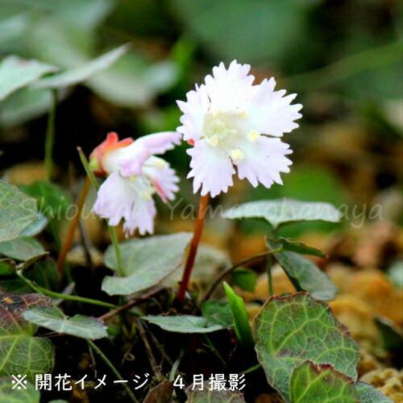 1ポット)日本スズラン 9cmポット苗 春咲き山野草 耐寒性多年草 鈴蘭