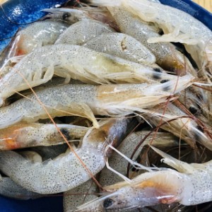 有明海産　芝えび　２ｋｇ（１ｋｇ×２）　冷凍発送