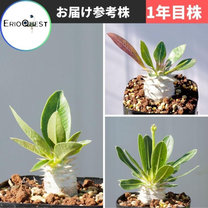 コーデックス 塊根植物 パキポディウム デンシフローラム Pachypodium 