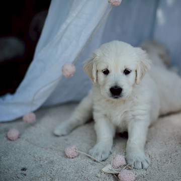 西班牙 Lorena Canals｜pompom毛球掛飾 杏桃粉