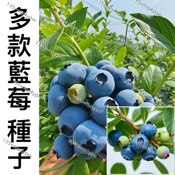 現貨 新手易種藍莓種子（1000粒） 四季可種 奧尼爾盆栽 地栽庭院陽台種植 藍莓種子 當年結果  庭院陽台 盆栽種植
