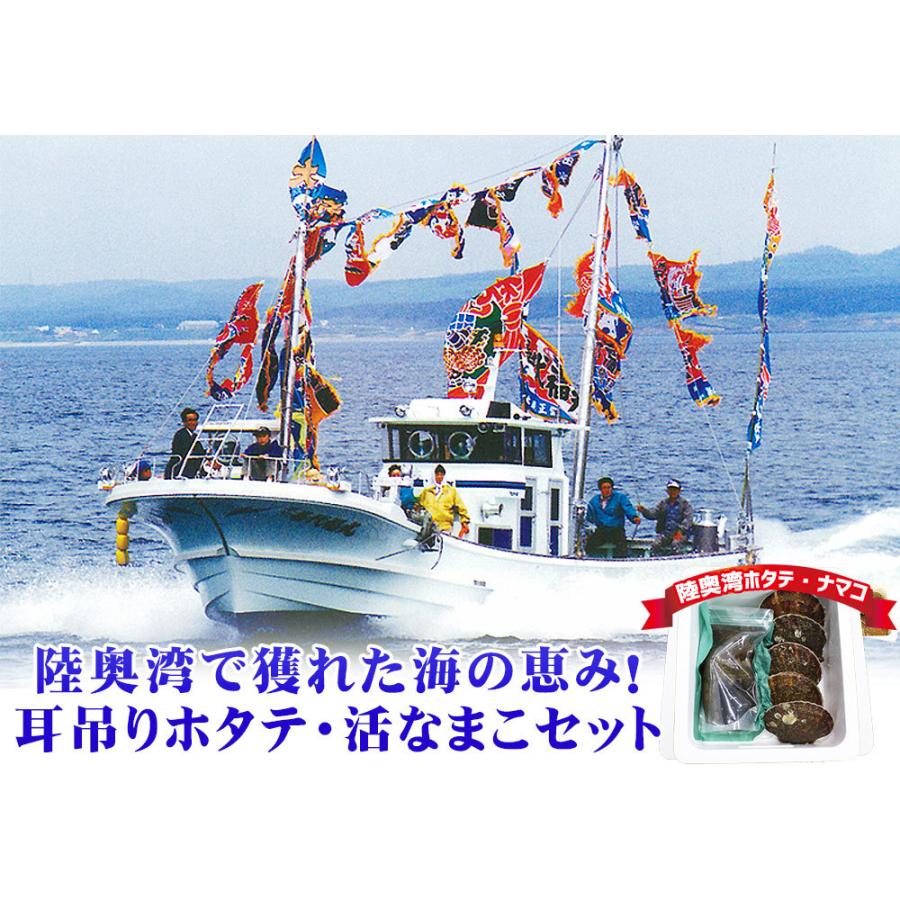 青森県陸奥湾産 ナマコ と ホタテ のセット 送料無料  なまこ ほたて を直送 [※クール便][※他商品と同梱不可]