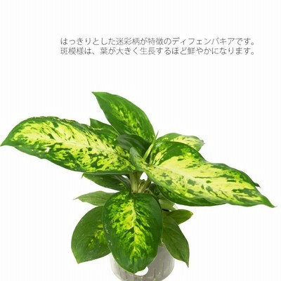 希少❗️ボリューム大❗️ディフェンバキア　サブライム✨ ディフェンバキア サブライム GY - TRANSHIP