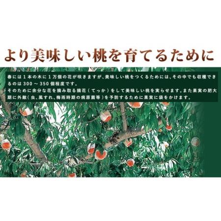 ふるさと納税 ≪秀品≫和歌山県産 白鳳 11〜15玉入り |産地直送 桃 果物 フルーツ もも ※離島への配送不可 ※2024年6月下旬〜7月中旬頃に順次.. 和歌山県美浜町