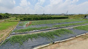 大矽谷農地99｜苗栗縣竹南鎮頂埔段