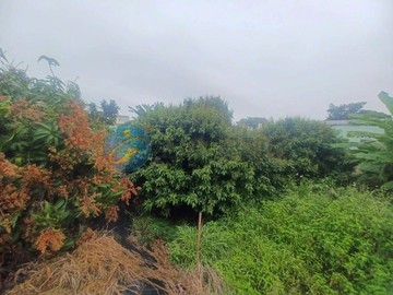 台29線道旁玉荷包荔枝園美農地｜高雄市大樹區興田段