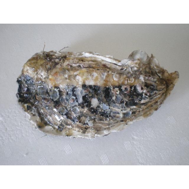 道東釧路の新鮮　厚岸産　殻付活牡蠣（100g~130g）20個 　生食可能