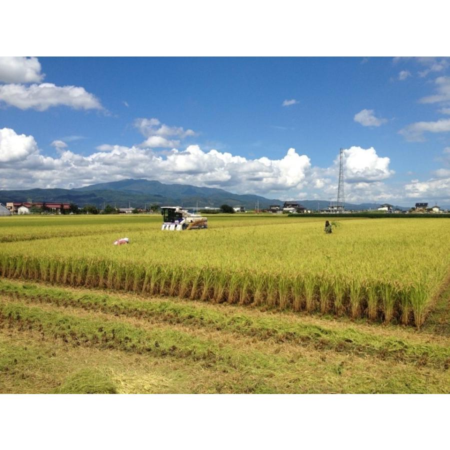 令和５年産 山形県産 雪若丸 白米 5kg 送料込み