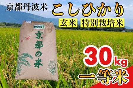 玄米 30kg 京都丹波米 こしひかり◇《新米 一等米 コシヒカリ 特別栽培米 減農薬》※北海道・沖縄・離島への配送不可