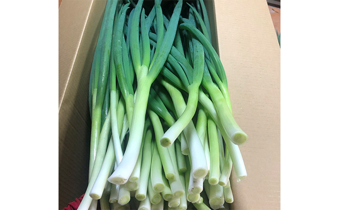 生産農家直送　京野菜・九条ねぎ　約3kg