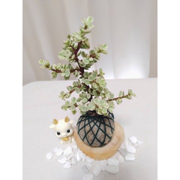《Kamata🌈》 水苔球☘️雅樂之舞 (綠線)☘️桌上型水苔球 手作苔球 苔球植物 多肉 療癒小品 辦公室植物