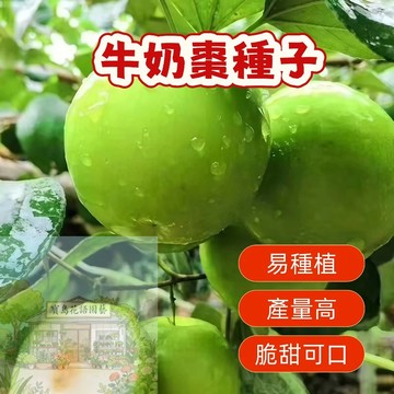 🍐棗子種子  （牛奶棗種子） 臺灣本土牛奶棗種子，高發芽率，新鮮採收，保證品質！自家陽臺盆栽首選，適合家庭園藝