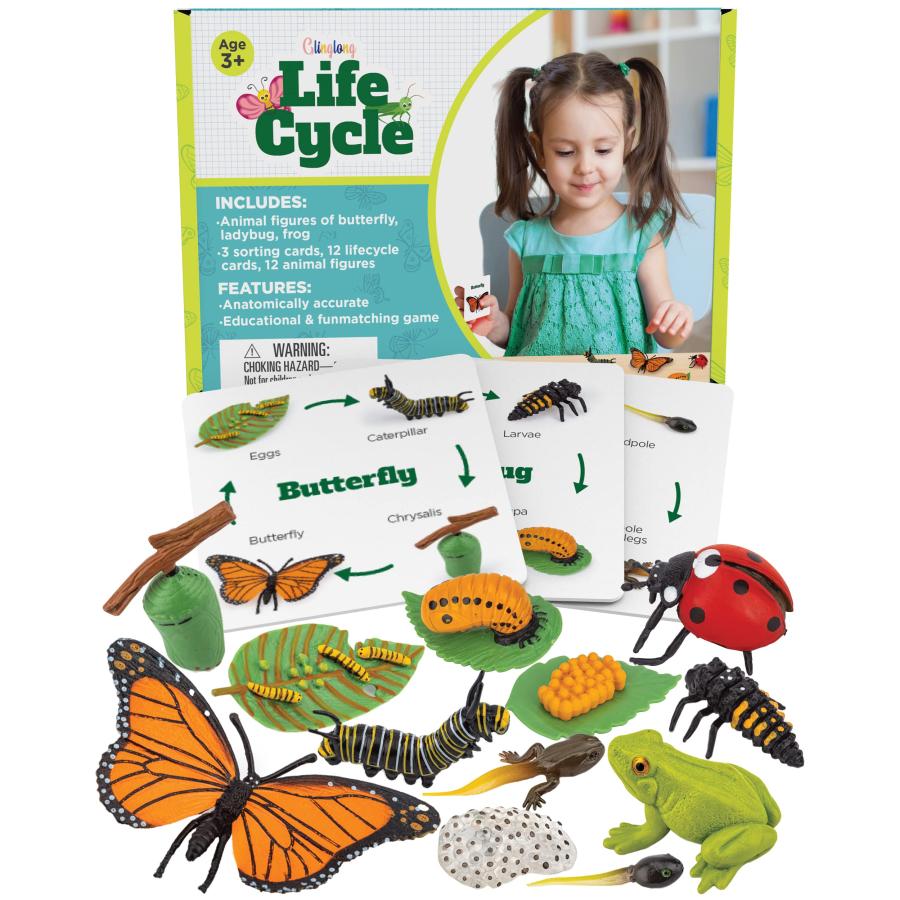 Life Cycle Kit Toy Montessori Realistic Figurine Toys, Kids Animal