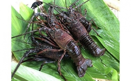 千葉県館山産 天然”活”伊勢海老 1kg（3～5尾） おがくず梱包