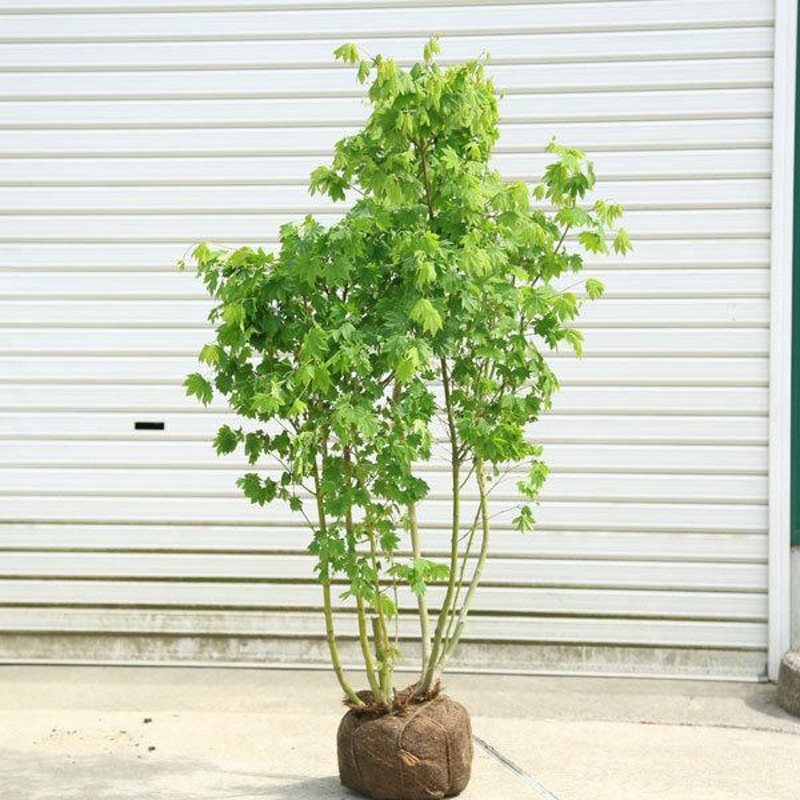 庭木 植木 大人気品種！：コハウチワカエデ 樹高100ｃｍ*佐川急便