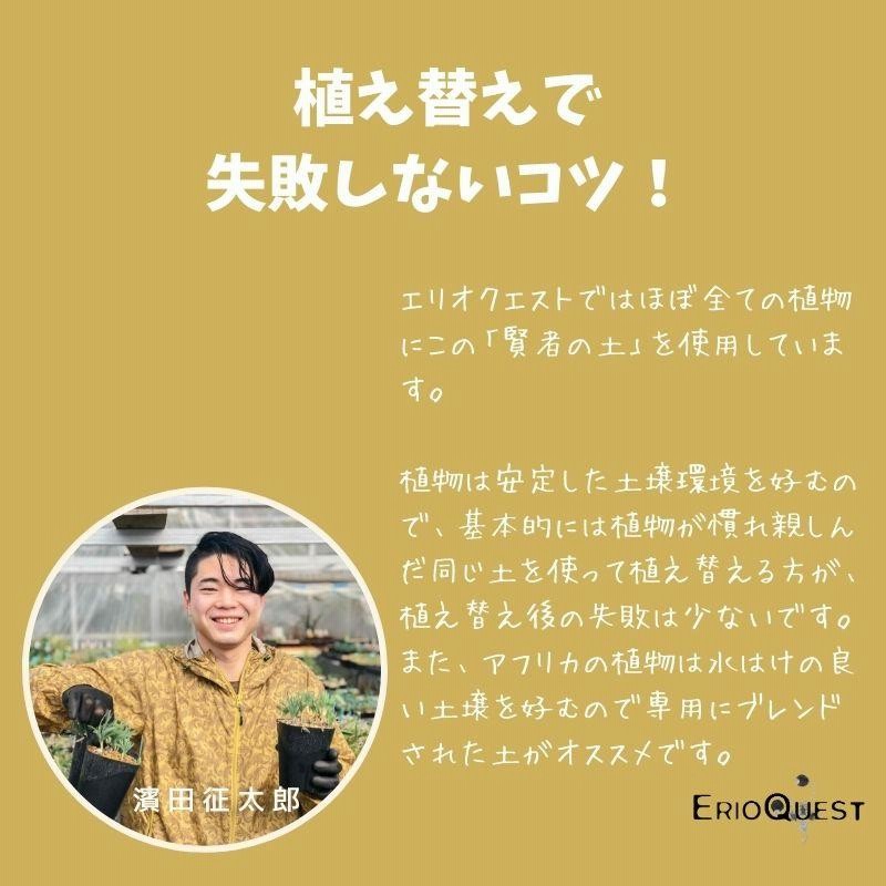 コーデックス夏冬セット パキポディウム 亀甲竜 | LINEブランド