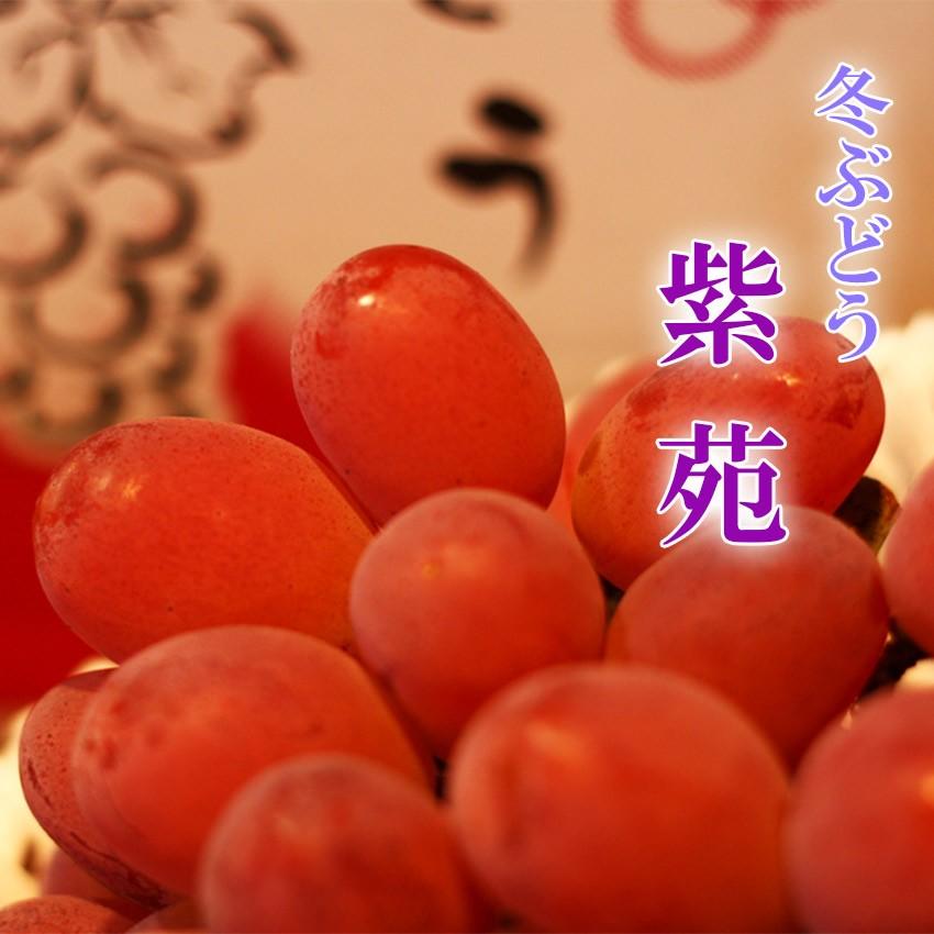 2023 ギフト 岡山県産 紫苑 1房600g 贈答用 御歳暮 ぶどう ブドウ プレゼント 御礼 御祝 御供 果物 くだもの フルーツ