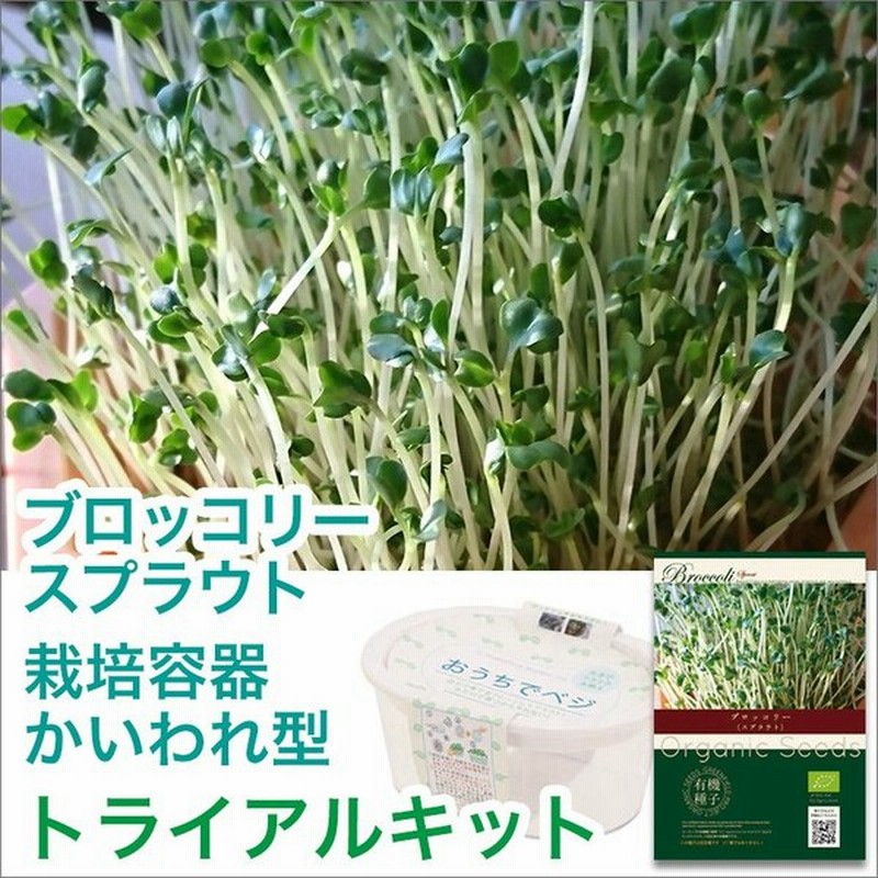 ブロッコリースプラウト 種 栽培セット 栽培キット 種子 ブロッコリー スプラウト プレゼント オーガニック野菜 通販 Lineポイント最大0 5 Get Lineショッピング