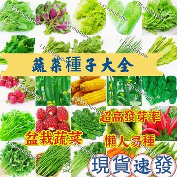 🍓100款四季蔬菜種子 四季可種 番茄 菜心上海青 空心菜 香菜 玉米五十天可生長可多次採摘 家庭蔬菜種子雞毛菜  南瓜