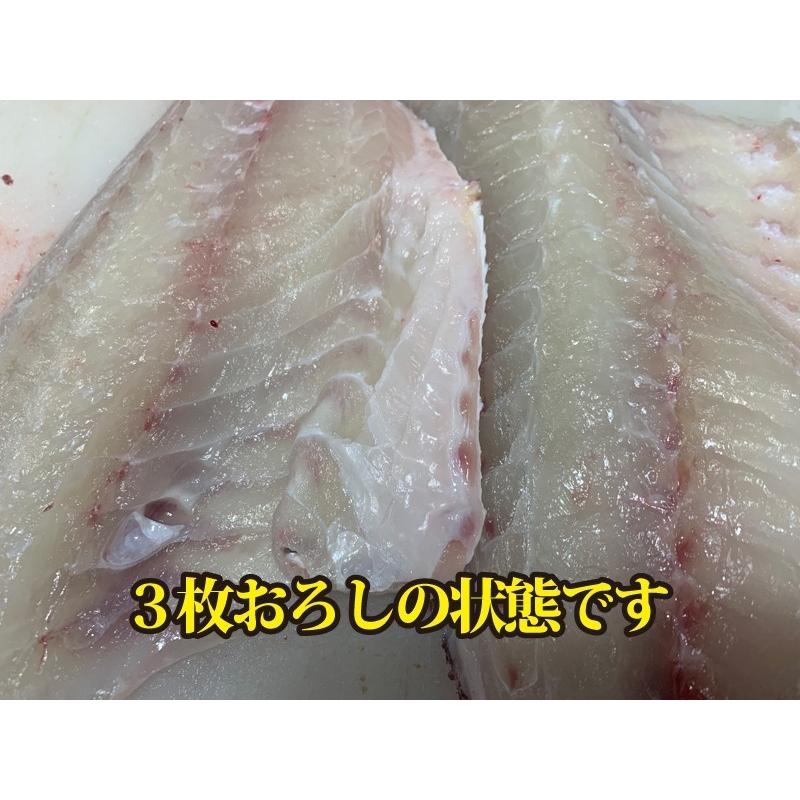 活〆　真鯛　１枚　約2.5ｋｇ（愛媛県産　養殖）