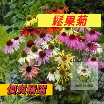 【快速出貨】進口切花鬆果菊種子花種花籽 多年生四季陽台庭院盆栽花卉 花期長 耐寒植物 檸檬樹 #林木花卉種子