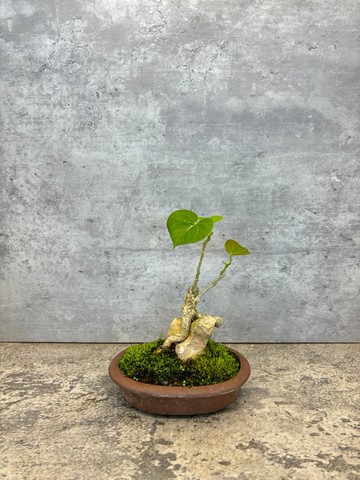 附石黃槿 – 自然共生的靜謐美感   植物 盆栽