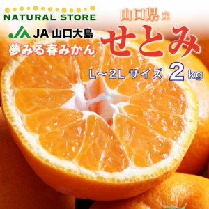 [予約 3月1日-4月15日の納品] せとみ 春みかん 約2kg L 2L 高糖度 柑橘 山口県産 JA山口 みかん 上級品