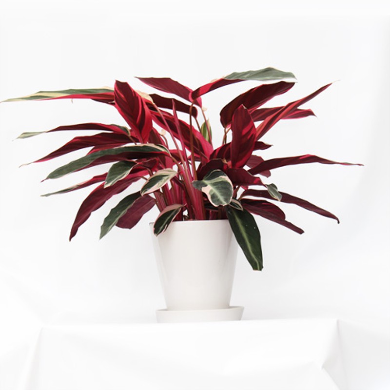 観葉植物 カラテア トリオスター 6号 インテリアグリーン おしゃれ 室内 通販 Lineポイント最大11 0 Get Lineショッピング