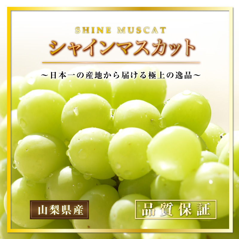 [最短順次発送]  シャインマスカット 2房 1kg 山梨産 種なし 皮ごと 500g前後×2房 産地 贈り物 秋ギフト 夏ギフト お中元 御中元