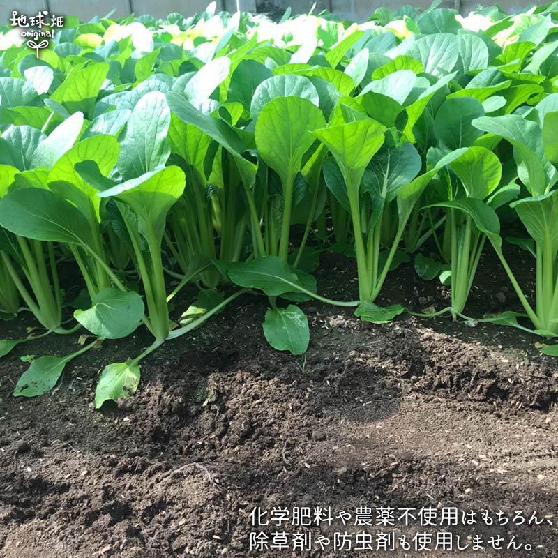 小松菜 150g×10P 有機栽培 送料無料 鹿児島県産 オーガニック 九州産 こまつな 業務用 まとめ買い スムージー 青汁 冷蔵便