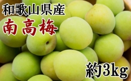 南高梅約3kg（サイズ混合）・秀品　※2024年6月上旬～6月下旬頃に順次発送   南高梅 青梅 生梅 完熟 梅干し 和歌山県 紀州 梅酒 梅ジュース 梅シロップ