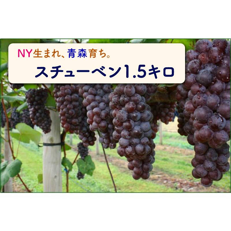 [予約 11月1日-11月15日の納品] スチューベン 4房から8房 青森県産ほか 冬ギフト お歳暮 御歳暮