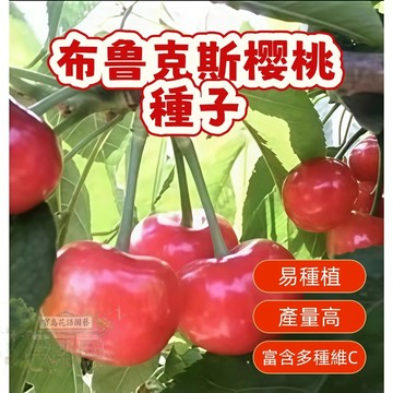 🍒（布鲁克斯樱桃種子） 當季新籽 發芽率高 新手好種易活 產量高 香甜可口 營養豐富 陽台庭院盆栽#超優惠