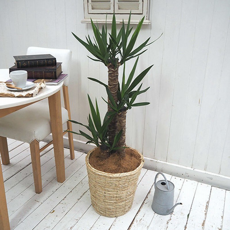 観葉植物 ユッカ L バスケット ラン 鉢物 観葉植物 通販 Lineポイント最大10 0 Get Lineショッピング