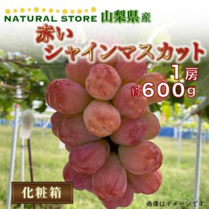 [最短順次発送]  赤い シャインマスカット 1房 約 600g 山梨県夏ギフト 暑中見舞い 夏ギフト お中元 御中元