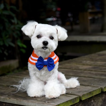 萌少女戰士水手領 - 金星 **兩種穿搭、附蝴蝶結或水手結**