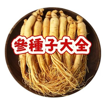 熱銷 【名貴參種子】當季新籽 發芽率高 新手易種植 營養豐富 可藥用食用 陽台庭院盆栽 #超優惠