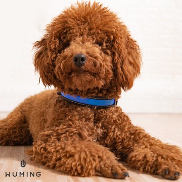 LED 太陽能發光 寵物項圈 頸圈 充電 毛小孩 貓 狗狗 夜間 遛狗 防走失 寵物用品 『無名』 P03114