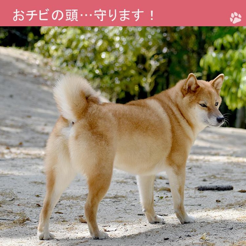 当店オリジナルお祝いラベル無料 柴犬 ベビーヘッドガード クッション