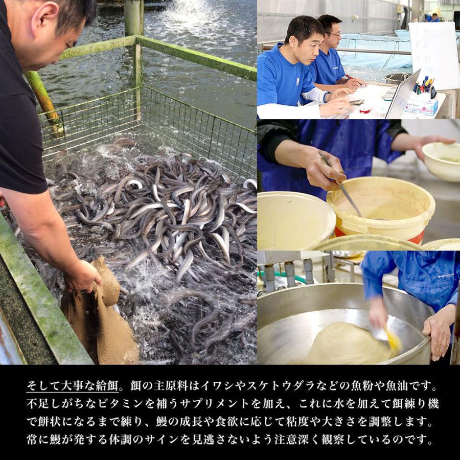 鹿児島県志布志産 山田水産 ご家庭向け 霧島湧水うなぎ B品 計700g（5尾から7尾詰め）送料無料 鰻師 加藤尚武さん シーフード