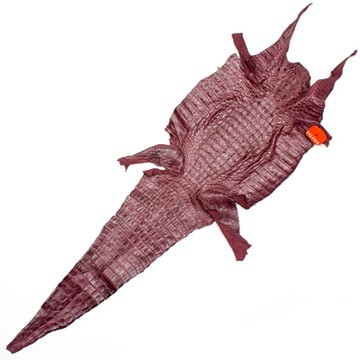 IVAN 凱門鱷 / 酒紅色 / 幅寬21cm  99019-135